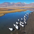 Black-necked Cranes (Grus nigricollis) 1, Damxung County, Tibet